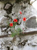 Mohn-Blumen