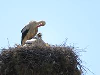 Storchennest