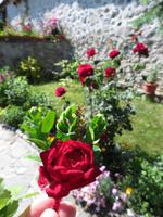 tradtionelle Hochzeitseinladung