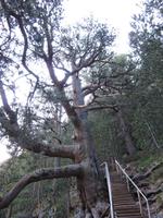 Der älteste Baum Bulgariens