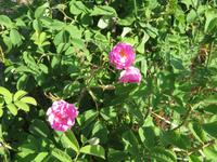 Rosen zur Rosenölherstellung