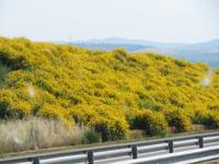 Ginstergewächse auf dem Weg zum Schwarzen Meer