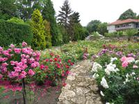 Rosen im Botanischen Garten von Baltschik