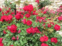 Rosen im Botanischen Garten von Baltschik