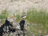 Vogelbeobachtung am Steinwald