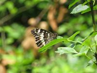 ein weiterer Schmetterling