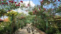 163_Damascena-Komplex in Skobelevo _ Rosarium