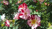 164_Damascena-Komplex in Skobelevo _ Rosarium