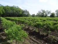 Rosenfelder in Tarnicheni