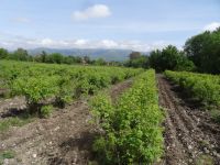 Rosenfeld in Tarnicheni