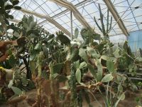 Botanischer Garten in Balchik