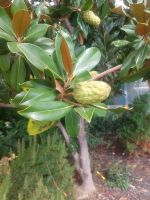 2025_BG-RU_Goldstrand_Mangnolien