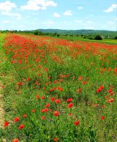 Auf dem Weg nach Craiova. Rundreise Rumänien und Bulgarien.  &ndash; &copy; Martina Wegener (Eberhardt TRAVEL)