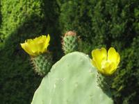im Botanischen Garten von Baltschik