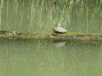 Einzelkämpfer am Kamtschia-Fluss