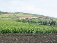 Weinberge westlich von Burgas