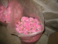 Rosenölfabrik bei Kazanlak