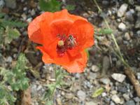Bienen, unsere ständigen Begleiter