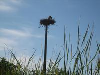 Störche in der Region Rupite im Süden Bulgariens