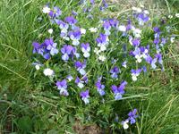 Frühlingserwachen im 7 Seen Rila Nationalpark