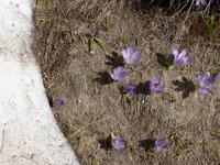 Frühlingserwachen am Vihren