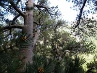 Pirin Nationalpark - 350 Jahre alte Kiefer