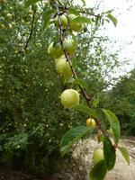 Melnik - Roshenkloster-Granatäpfel 