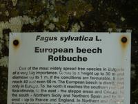 Naturpark Rila Kloster - Rotbuche