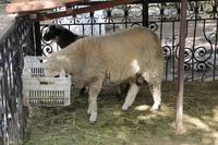 188_die Kloster-Schafe - Foto von Roland Musiol