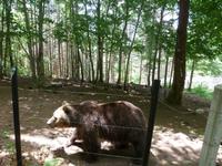 Im Tanzbären Park Belitsa