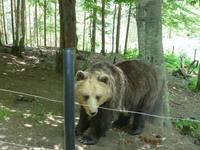 Im Tanzbären Park Belitsa