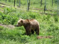 Im Tanzbären Park Belitsa