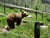 Im Tanzbären Park Belitsa