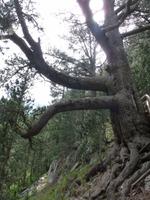 Tausenjährige Kiefer