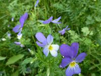 Impressionen - Stiefmütterchen