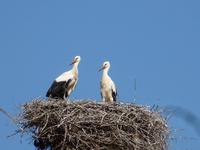 Die Stadt der Störche - Kotscherinovo 