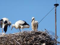 Die Stadt der Störche - Kotscherinovo 