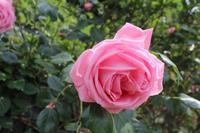Baltschik Rose