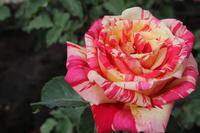 Baltschik Rose
