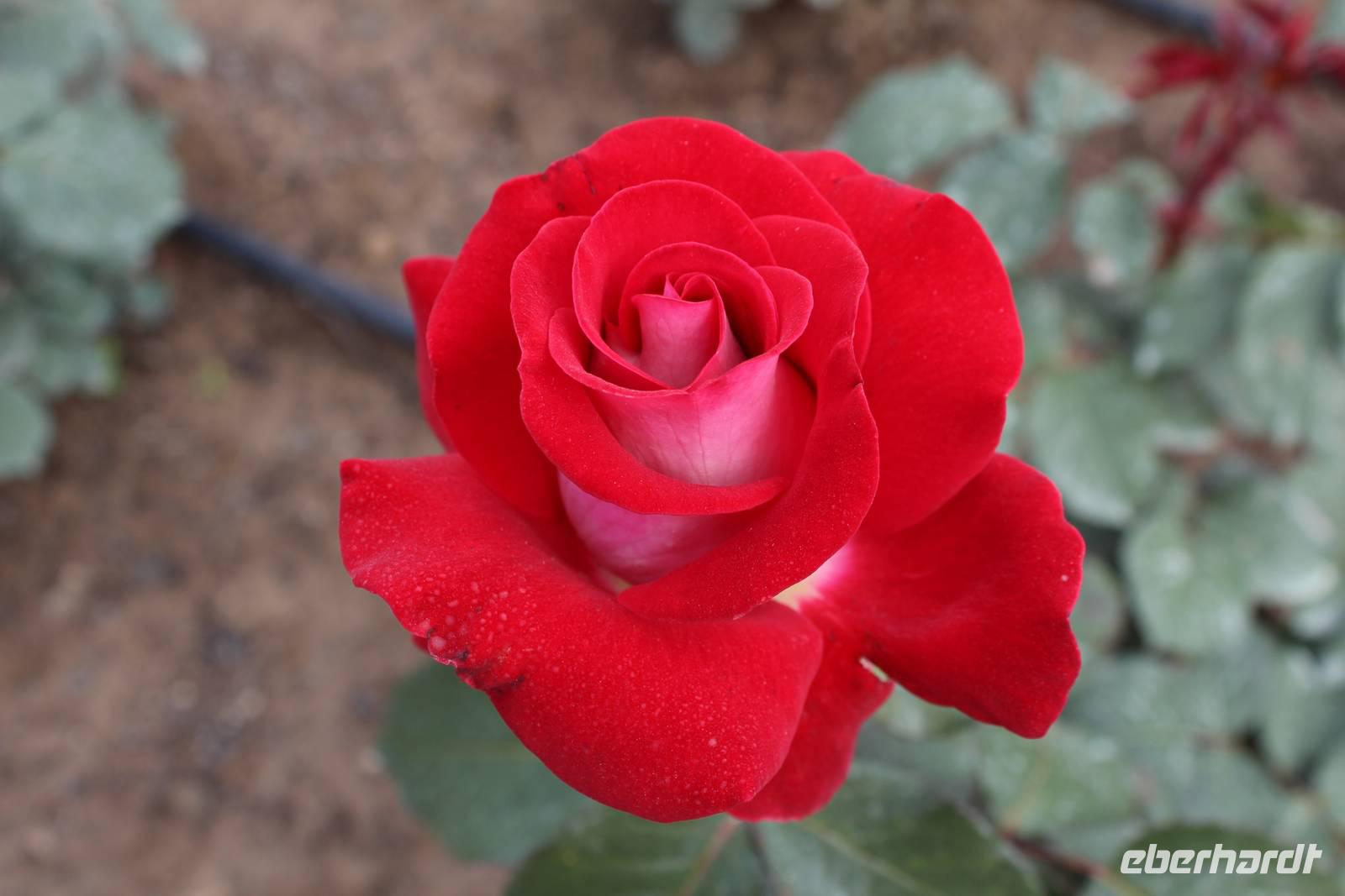 Skobelevo, bulgarisches Rosental