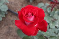 Skobelevo, bulgarisches Rosental