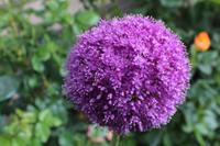 Skobelevo, bulgarisches Rosental