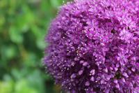 Skobelevo, bulgarisches Rosental