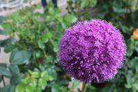 Skobelevo, bulgarisches Rosental