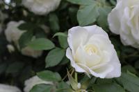 Skobelevo, bulgarisches Rosental