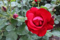 Skobelevo, bulgarisches Rosental