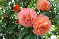 Skobelevo, bulgarisches Rosental