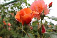 Skobelevo, bulgarisches Rosental