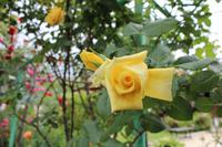 Skobelevo, bulgarisches Rosental