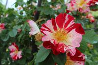 Skobelevo, bulgarisches Rosental